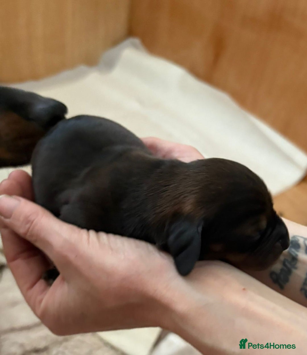 Dachshund dogs for sale: Adorable miniature dachshunds - Advert 8