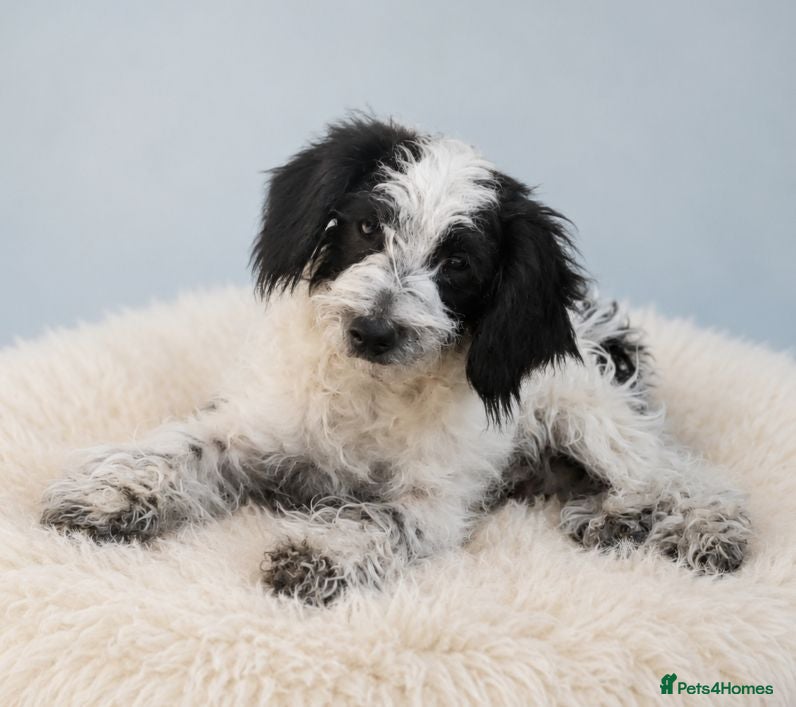 Cockapoo dogs Toy miniature Cockapoos  **  last 2 left ⭐⭐ - Advert 1