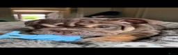 English Bulldog dogs for sale: English bulldog puppies  - Advert 9