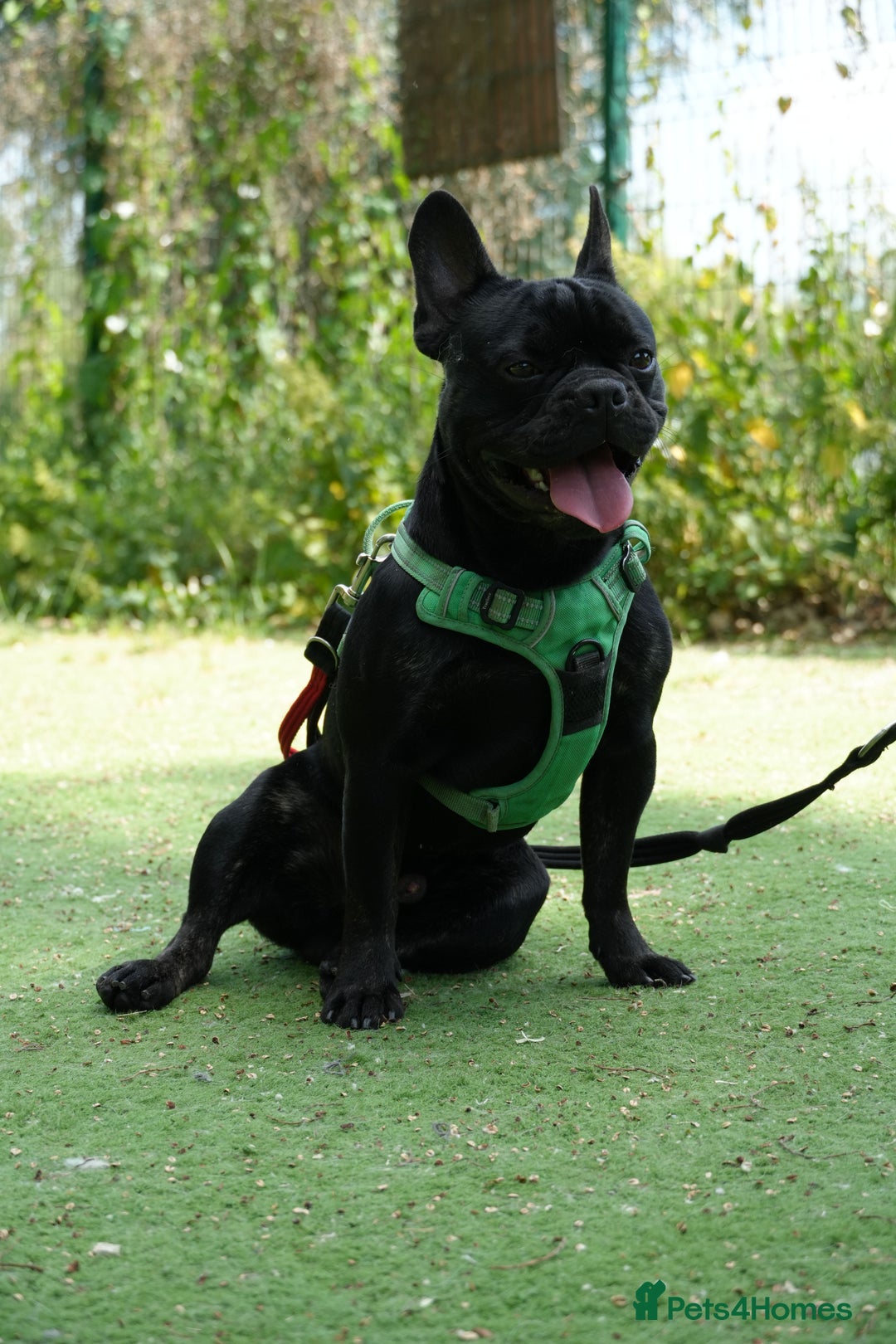 Mixed Breed dogs for adoption: Our lovely Keith is waiting for his forever family - Image 4