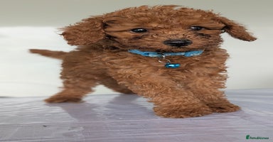 Miniature Poodle dogs in Stafford - Advert 14