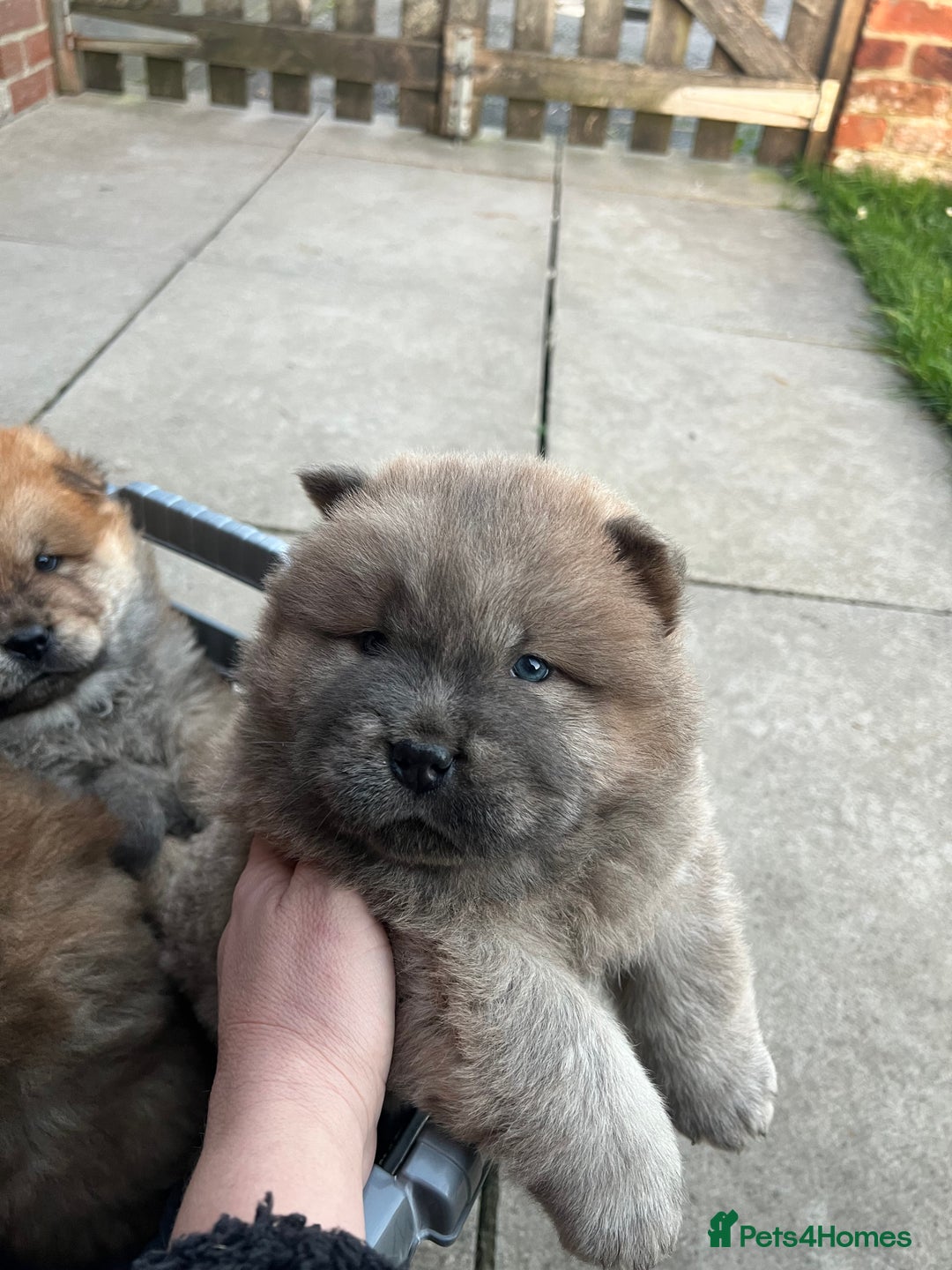 Chow Chow dogs for sale: Gorgeous Chow Chow Puppies Raised in a loving Home - Advert 10