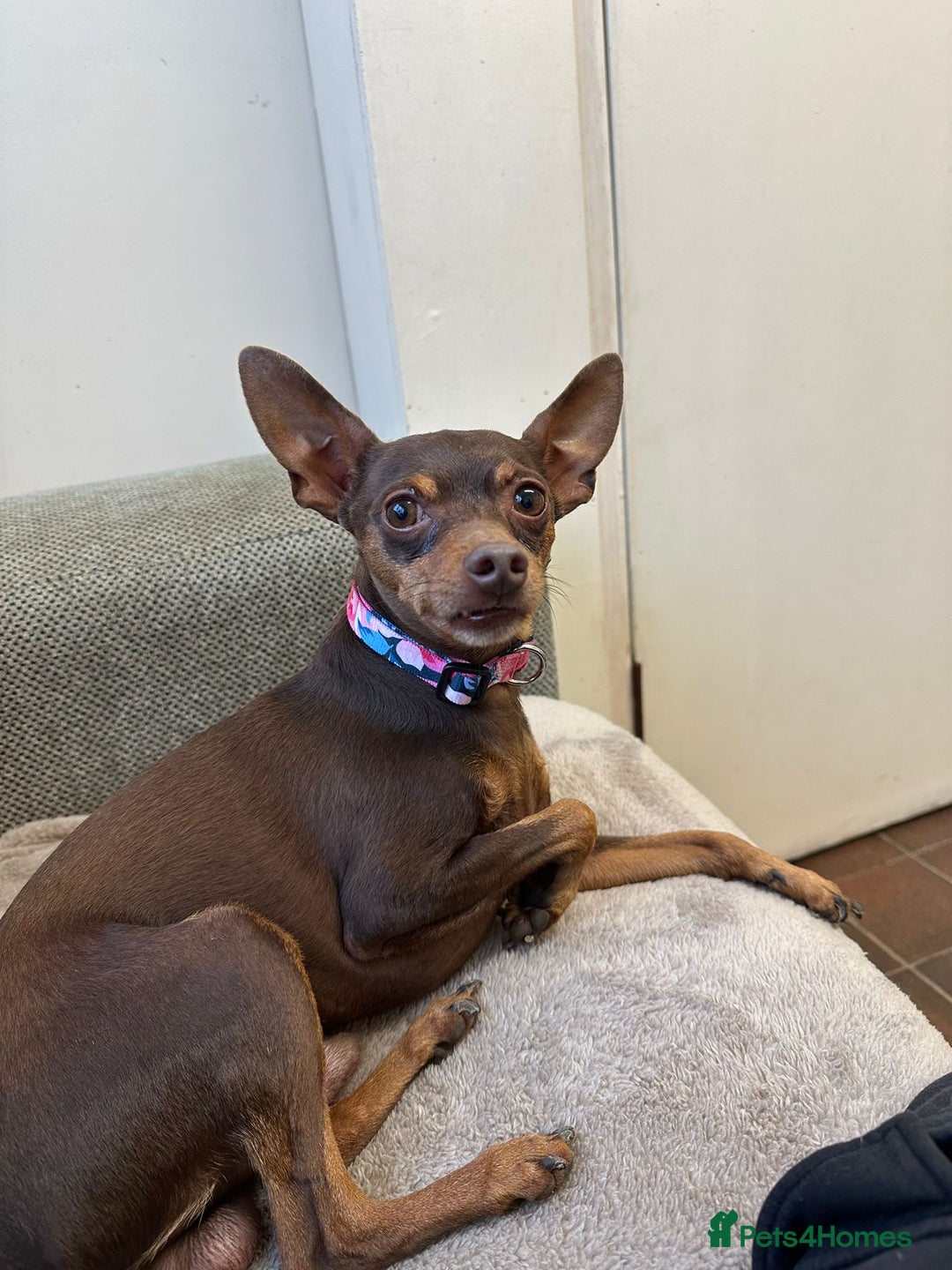 Miniature Pinscher dogs for stud: Tiger the min pin stud - Advert 1