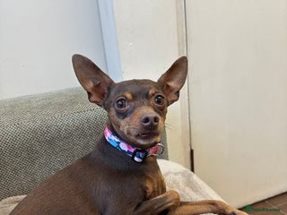 Miniature Pinscher dogs Tiger the min pin stud - Advert 3