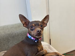 Miniature Pinscher dogs Tiger the min pin stud - Advert 1