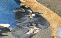 Jack Russell dogs for sale: Wenlock  jack russel puppies  - Image 8