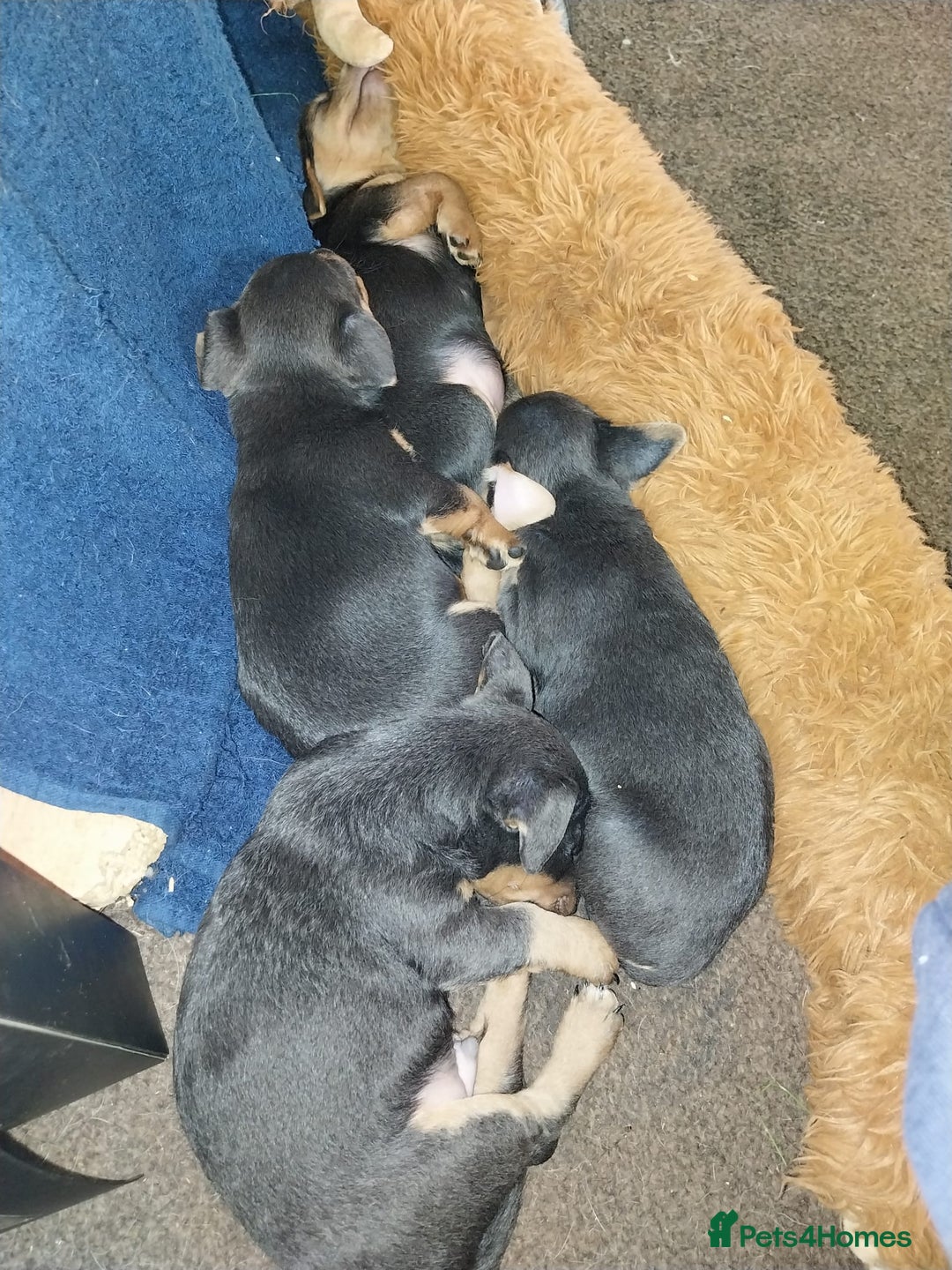 Jack Russell dogs for sale: Wenlock  jack russel puppies  - Image 8