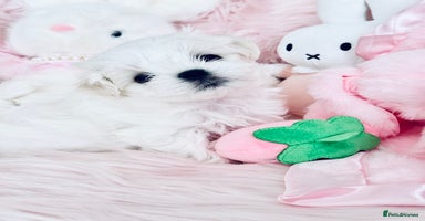 Maltese dogs - Advert 16