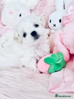 Maltese dogs - Advert 10