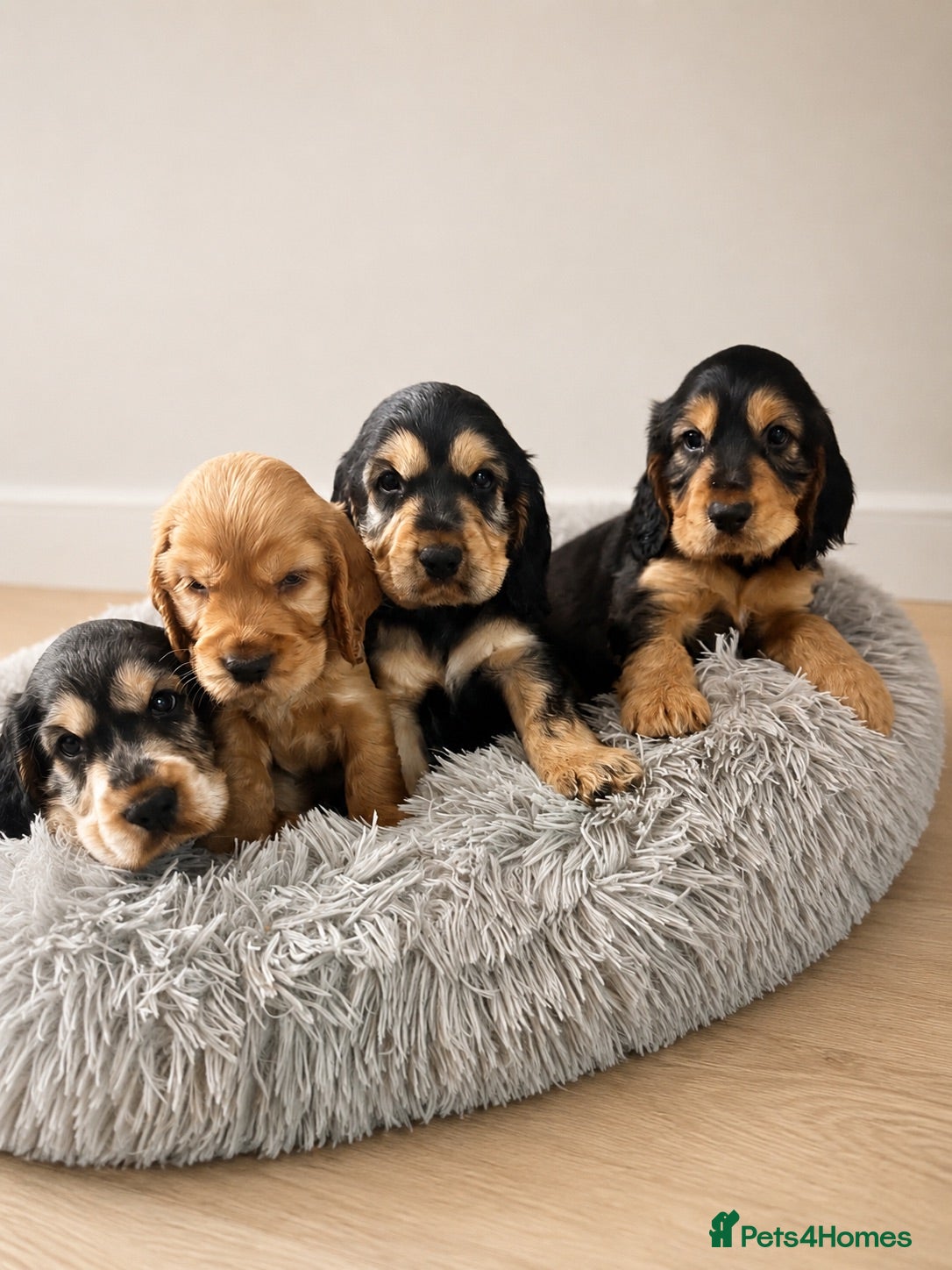 Cocker Spaniel dogs Beautiful Show cocker spaniel puppies  - Advert 2