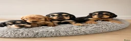 Cocker Spaniel dogs for sale: Beautiful Show cocker spaniel puppies  - Advert 1