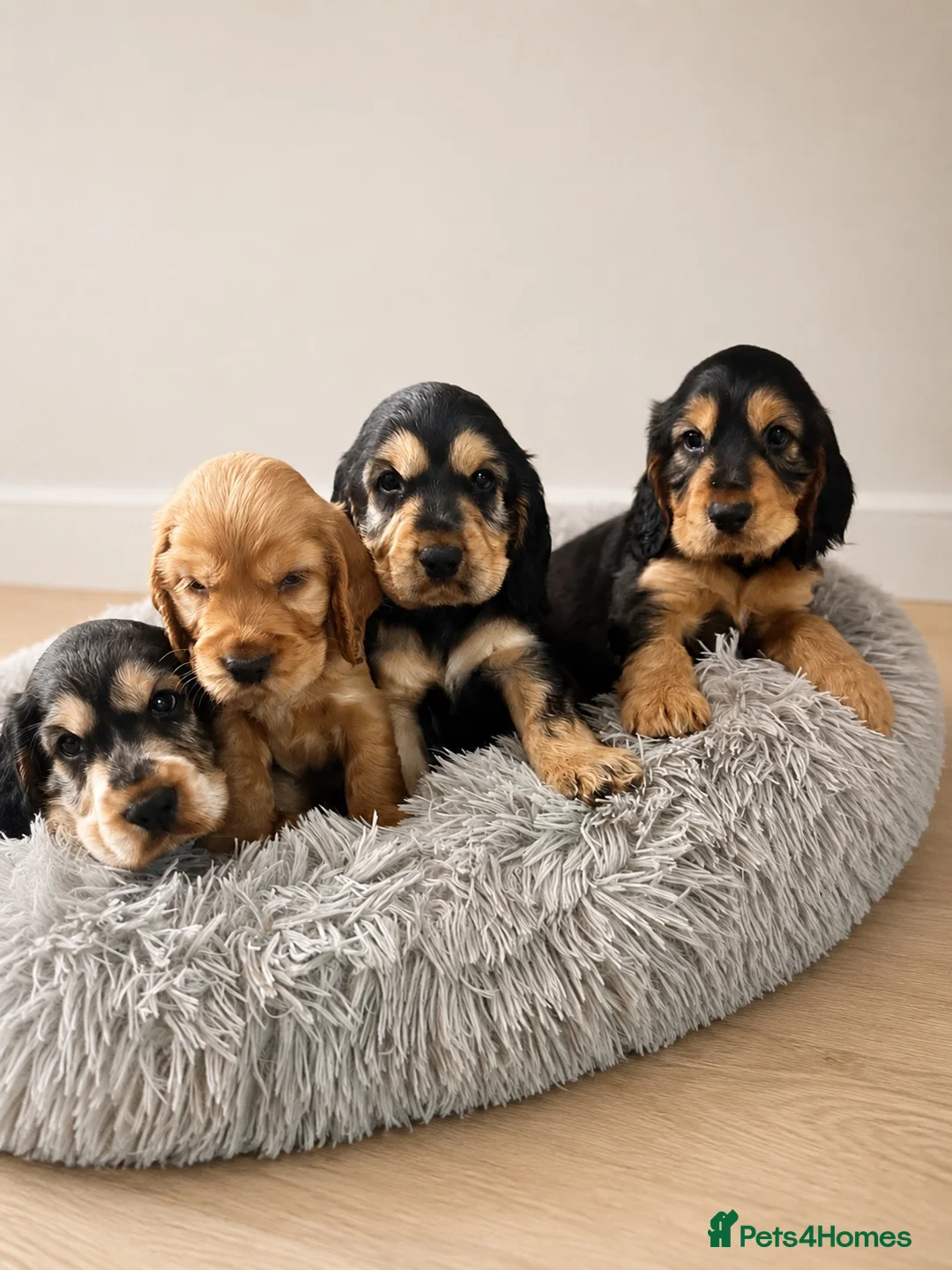Cocker Spaniel dogs for sale: Beautiful Show cocker spaniel puppies  - Advert 1