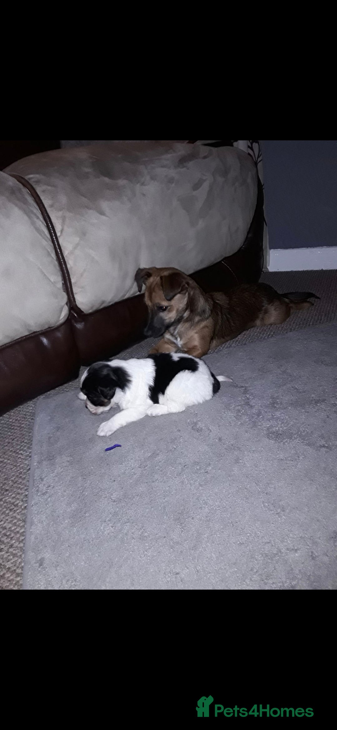 Mixed Breed dogs for sale: 2 female older dogs  - Image 16