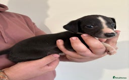 Mixed Breed dogs for sale: Beddy whippets - Image 4