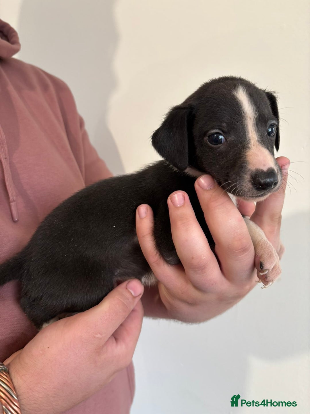 Mixed Breed dogs for sale: Beddy whippets - Image 4