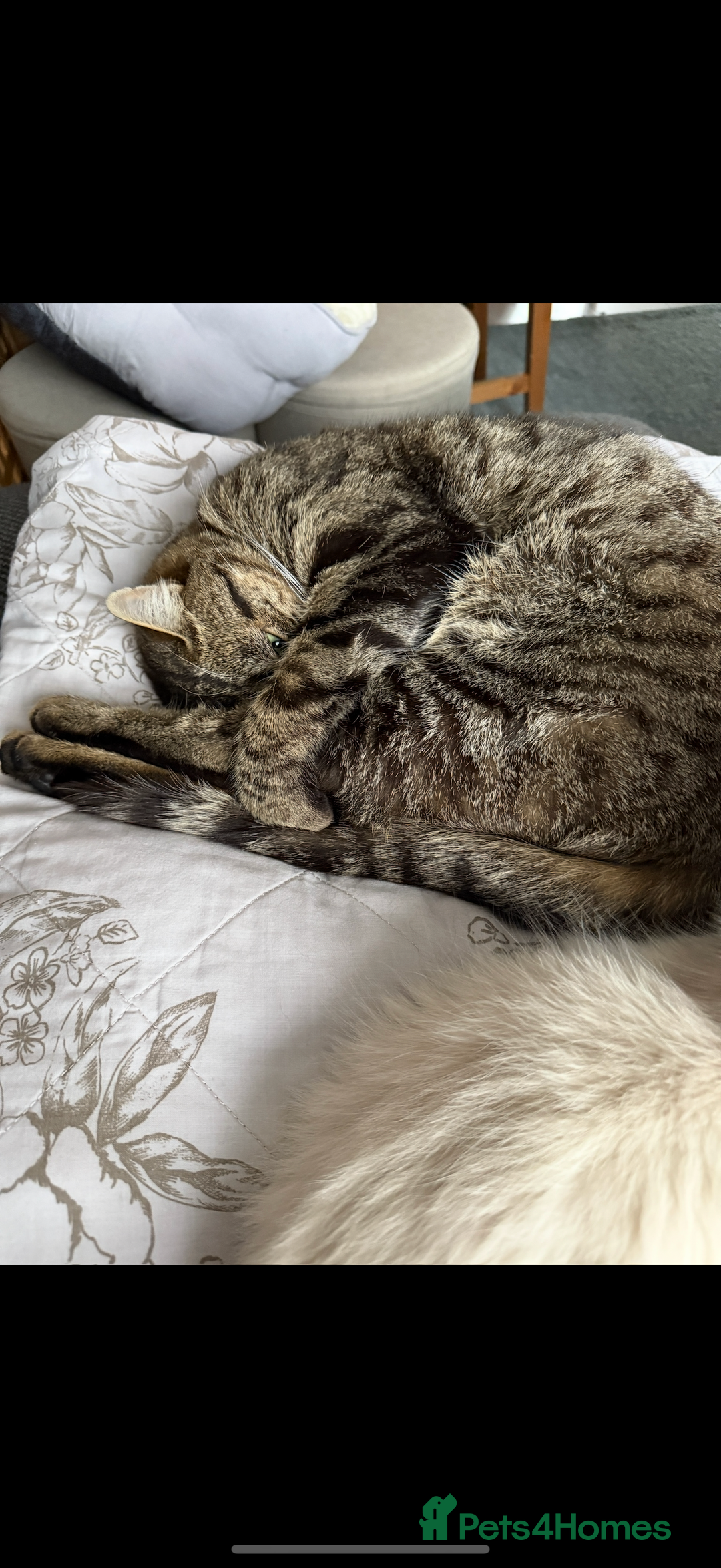 Mixed Breed cats for sale: Beautiful male cat needs a loving home  - Image 2
