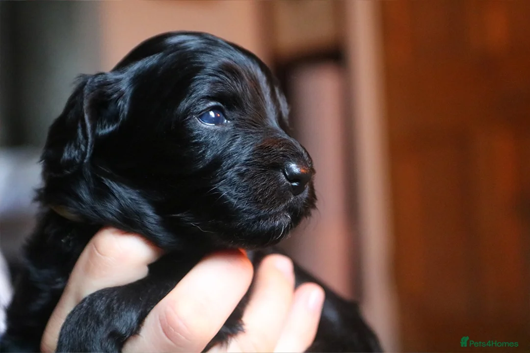 Cockapoo dogs for sale: Cockapoo Puppies for sale in Brighton - Advert 17