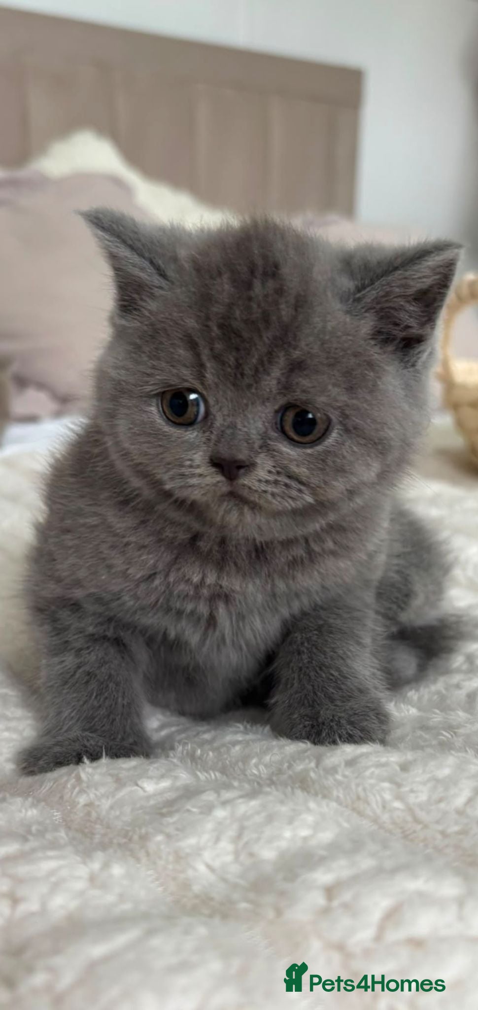 British Shorthair cats Cuddly British Shorthairs - Advert 6
