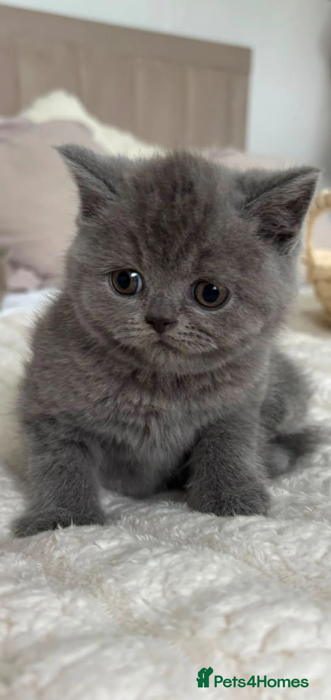 British Shorthair cats for sale: Cuddly British Shorthairs - Advert 1