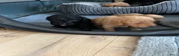 Cockapoo dogs for sale: F2 Cockerpoo puppies - Advert 6