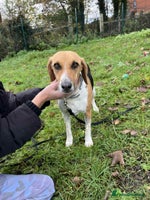 Mixed Breed dogs Lucy – Beagle cross – 2 years - the Gentle Mama - Advert 12