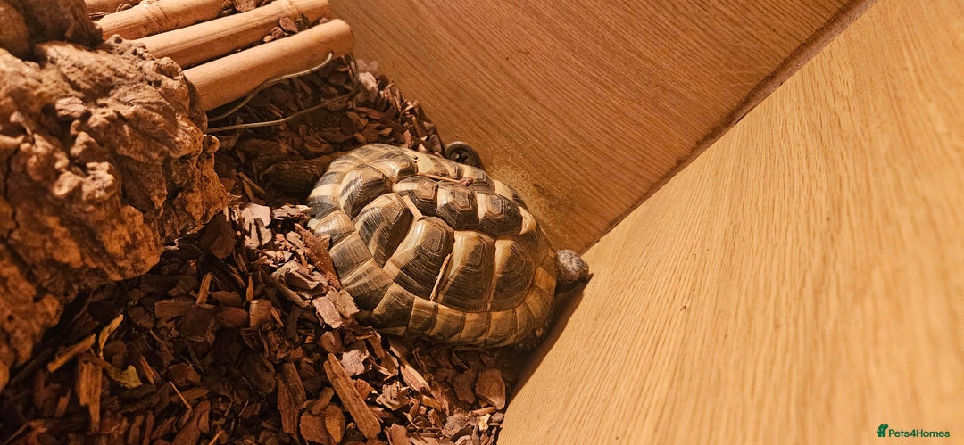 Tortoise reptiles for sale: 4YO (f) hermann & 3YO (f) spur tighed tortoise  - Image 4