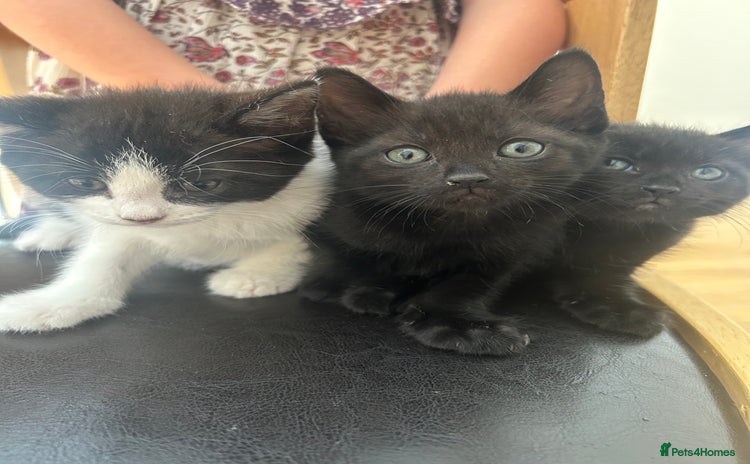 Mixed Breed cats - Advert 5