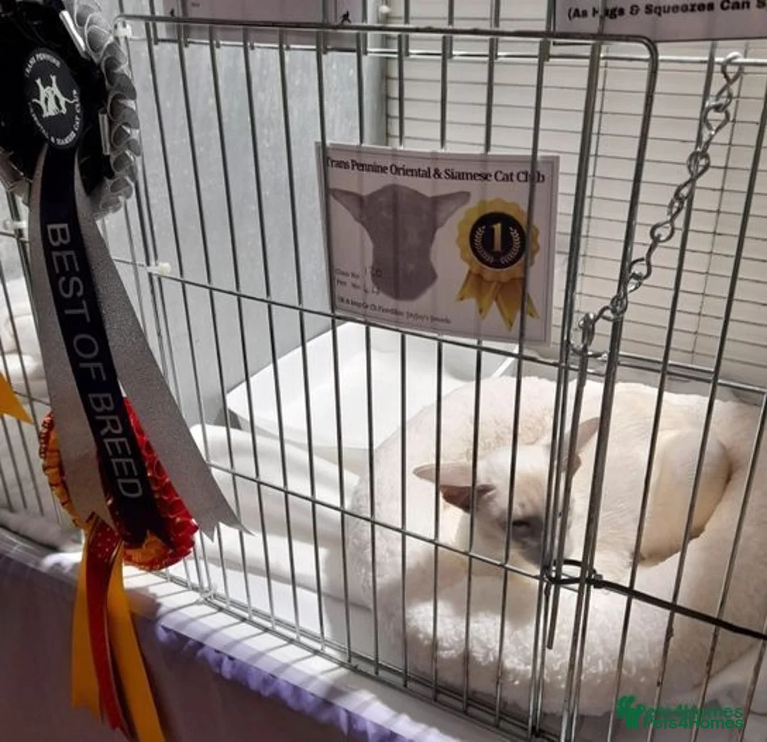 Siamese cats for sale: Siamese Oriental kittens superb pedigree GCCF  - Image 19