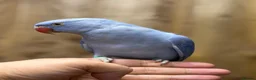 Ringnecks birds for sale: Baby Ringneck - Advert 13