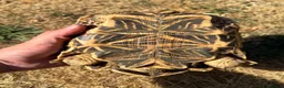 Tortoise reptiles for sale: Indian Star Tortoise around 12-14 years old in Newport Pagnell - Advert 5