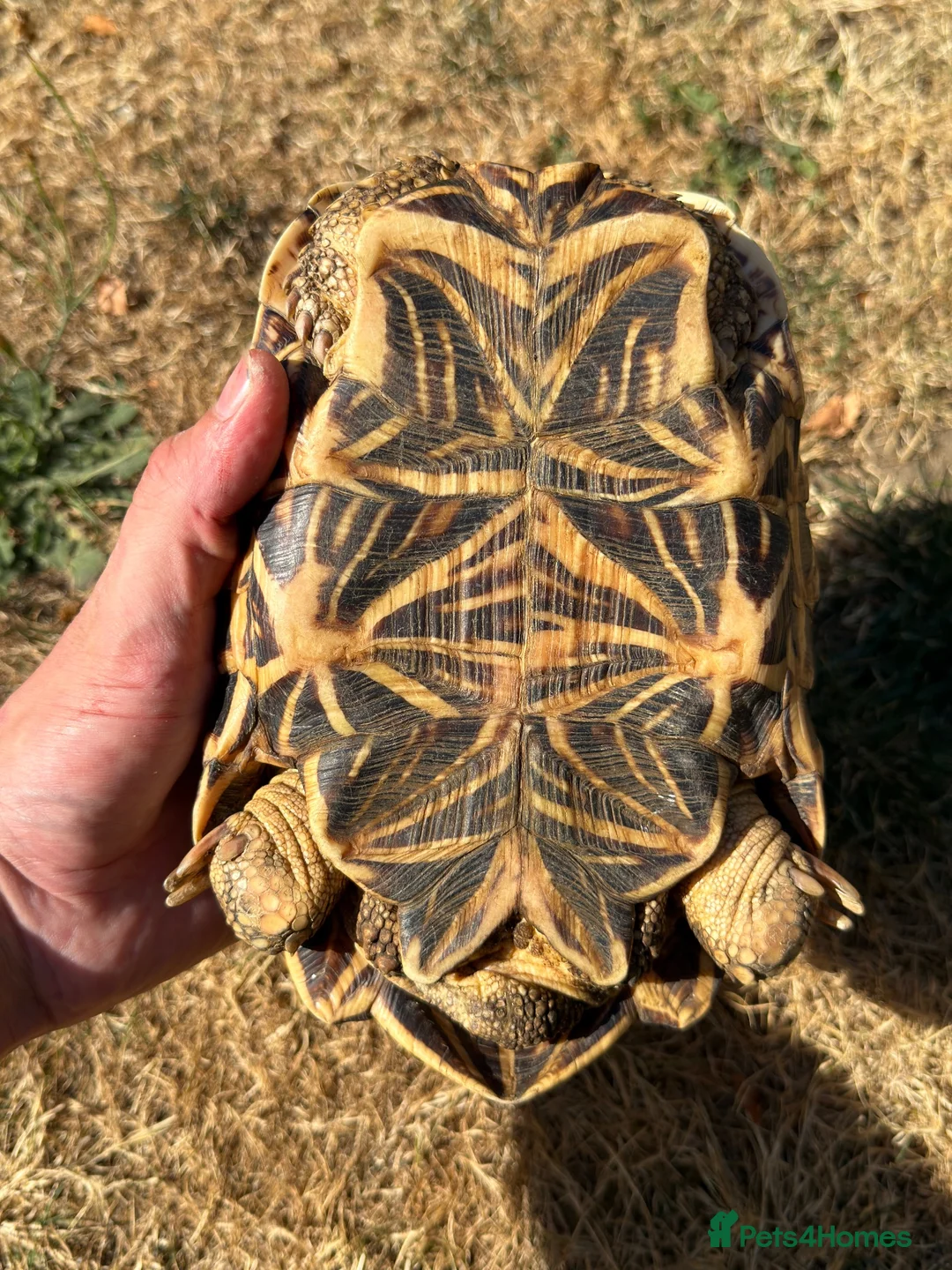 Tortoise reptiles for sale: Indian Star Tortoise around 12-14 years old in Newport Pagnell - Advert 5