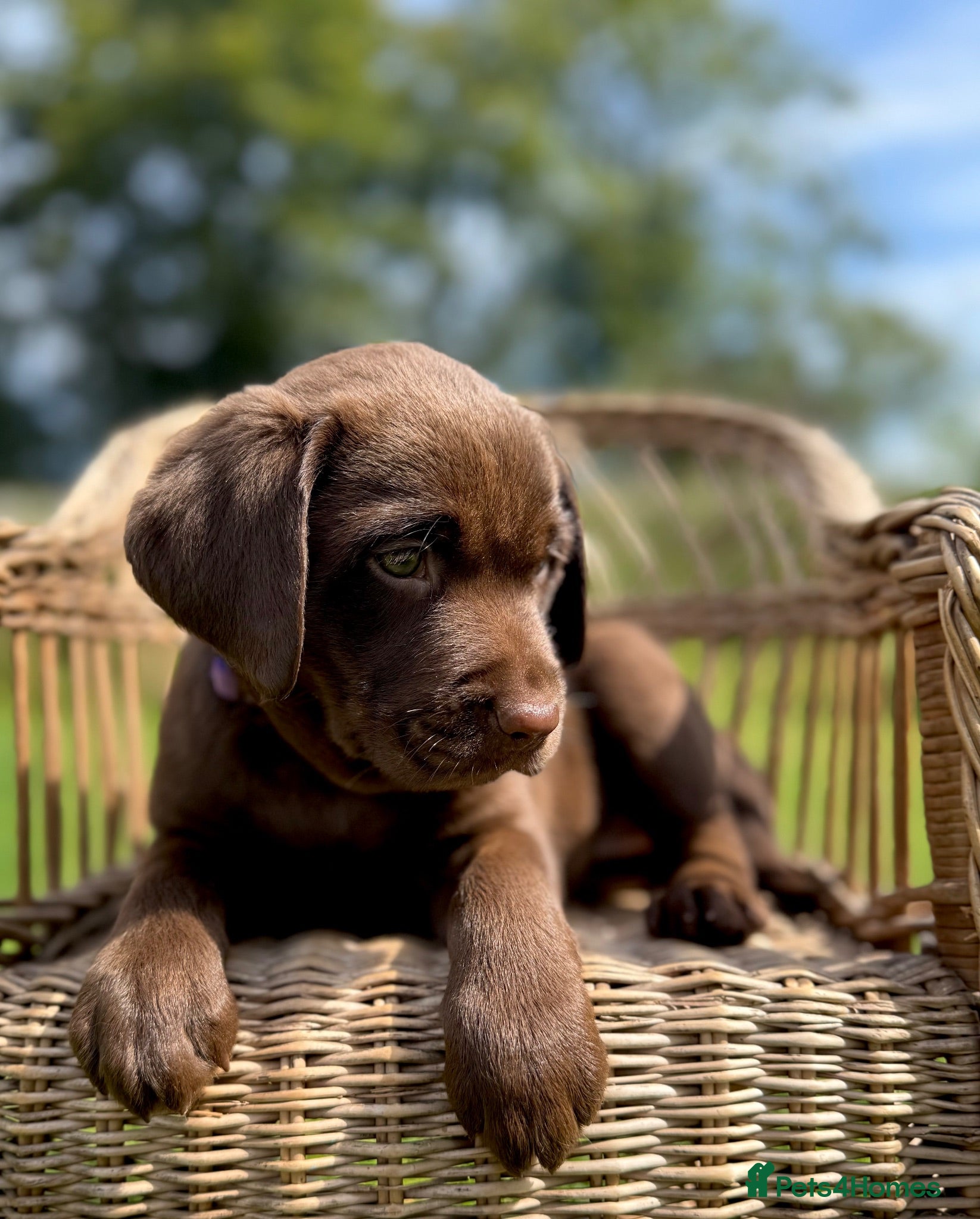 Labrador Retriever dogs Outstanding Female pup COI 1% full Health status  - Advert 2