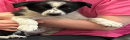 Border Collie dogs for sale: Stunning Border Collies - Advert 19