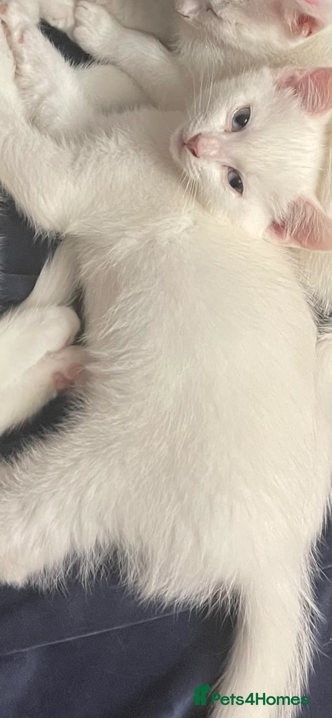 Mixed Breed cats for sale: Małe  - Advert 2