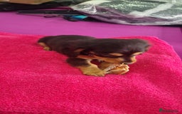 Miniature Dachshund dogs for sale: Miniature Dachshund puppies Longhaired & Smooth  - Image 25
