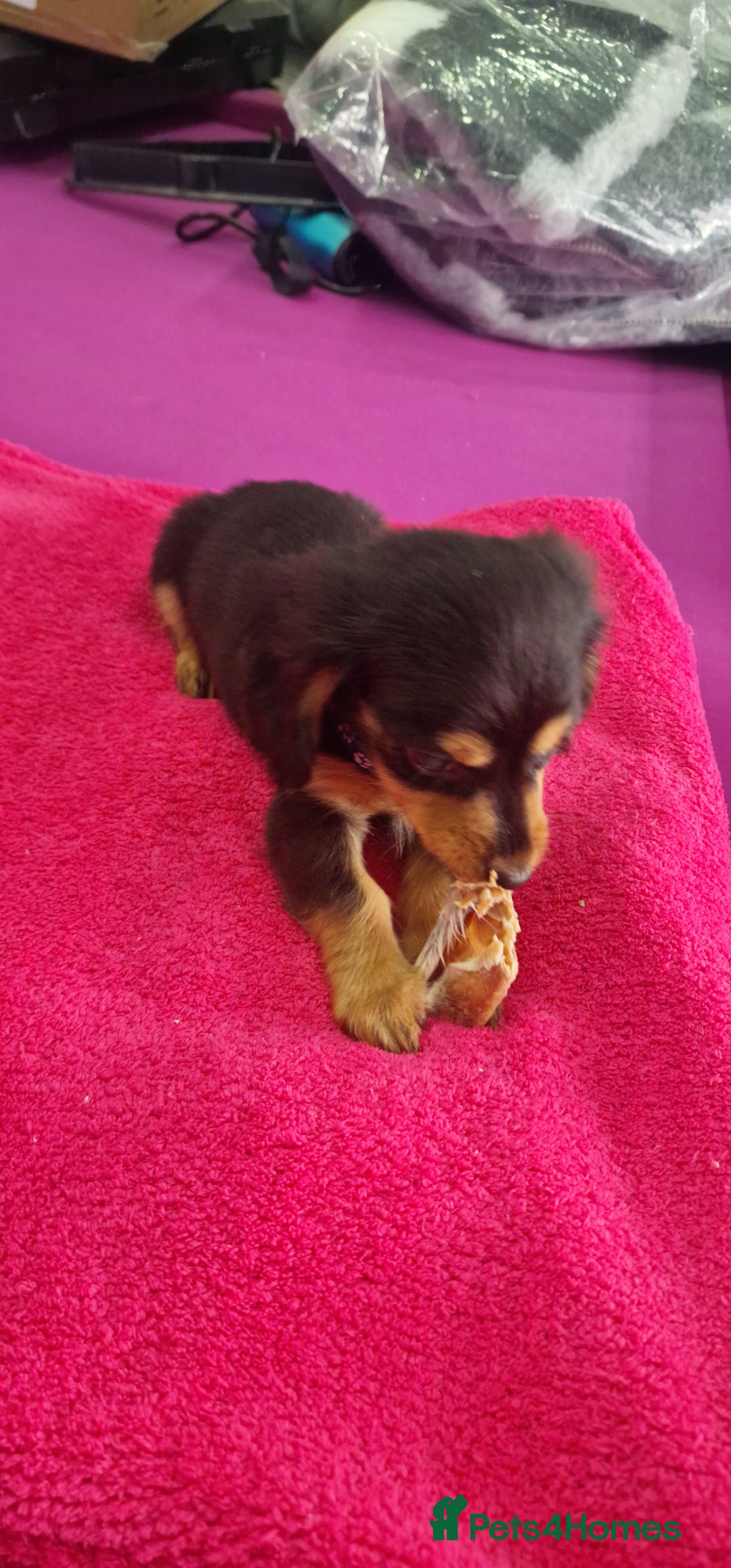 Miniature Dachshund dogs for sale: Miniature Dachshund puppies Longhaired & Smooth  - Image 25