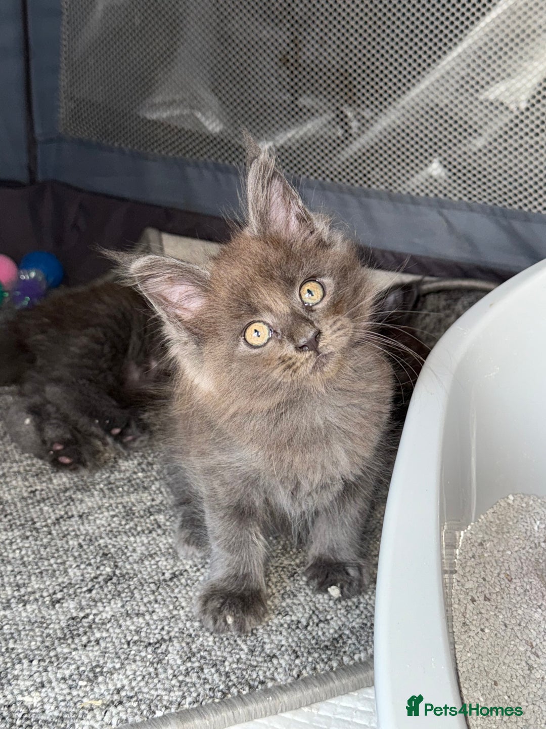 Maine Coon cats for sale: Beautiful TICA registered Maine coon kittens - Image 9