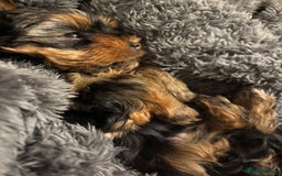 Yorkshire Terrier dogs for sale: Adorable Mini Yorkshire Terrier Puppy 🐾 - Image 8