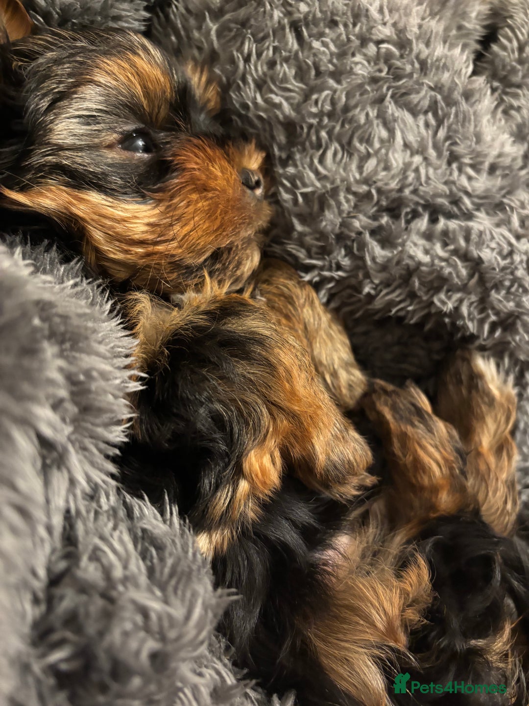 Yorkshire Terrier dogs for sale: Adorable Mini Yorkshire Terrier Puppy 🐾 - Image 8