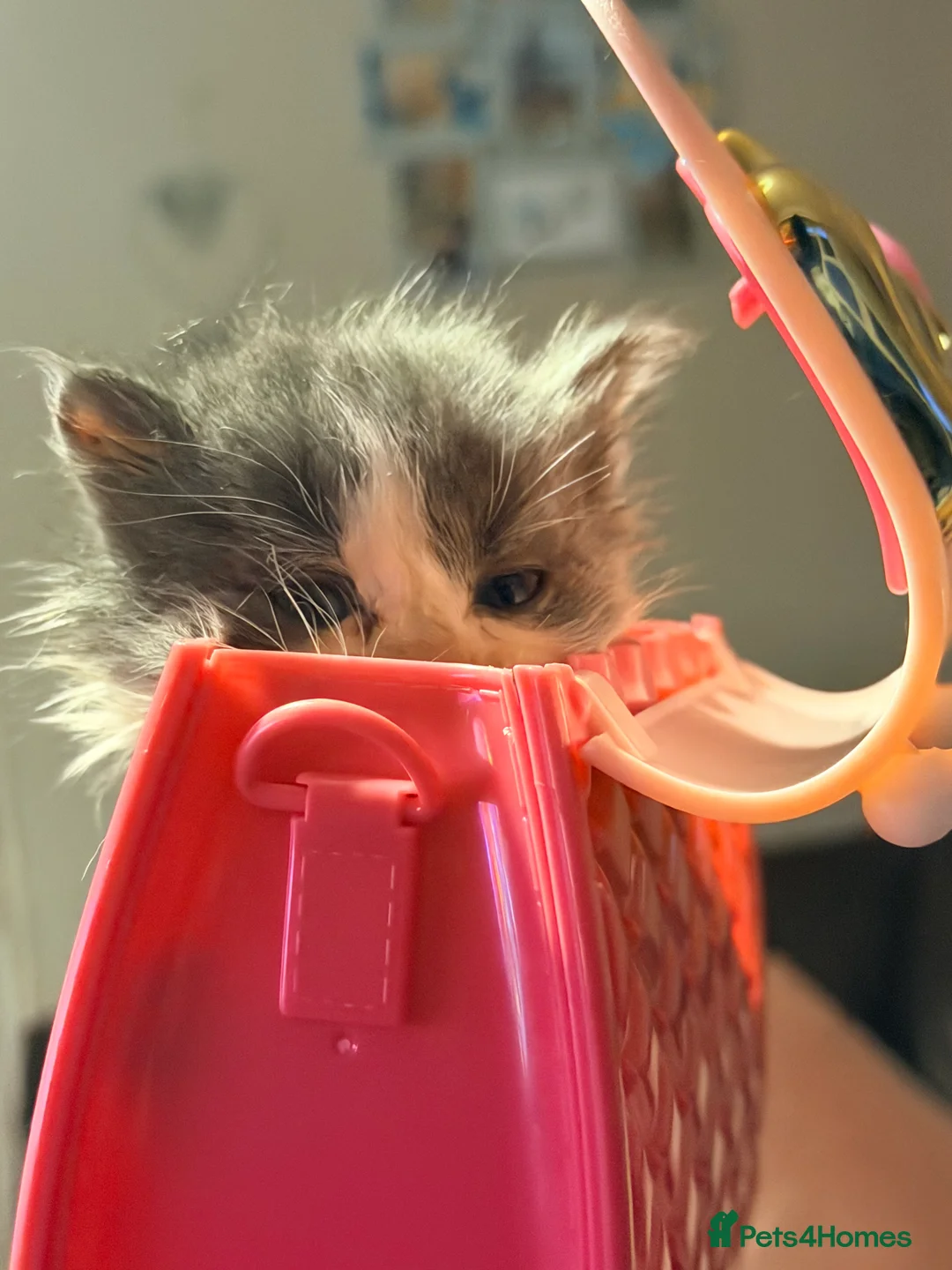 Mixed Breed cats for sale: Grey and white longhaired ragdoll x kitten  - Advert 9