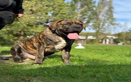 Mixed Breed dogs for sale: Very rare orange6month old tiger boy - Image 6