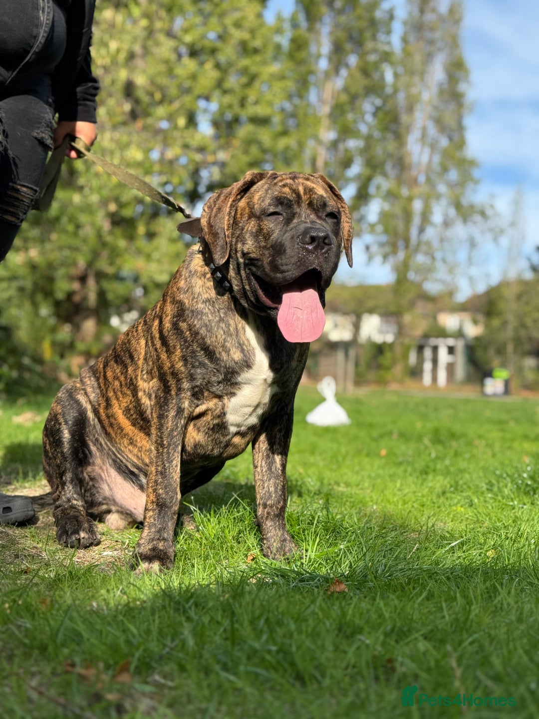 Mixed Breed dogs for sale: Very rare orange6month old tiger boy - Image 6