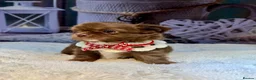 Chihuahua dogs for sale: 💙🤎Unique KC LC Chocolate Chihuahuas, 2 Boys🤎💙 - Advert 5