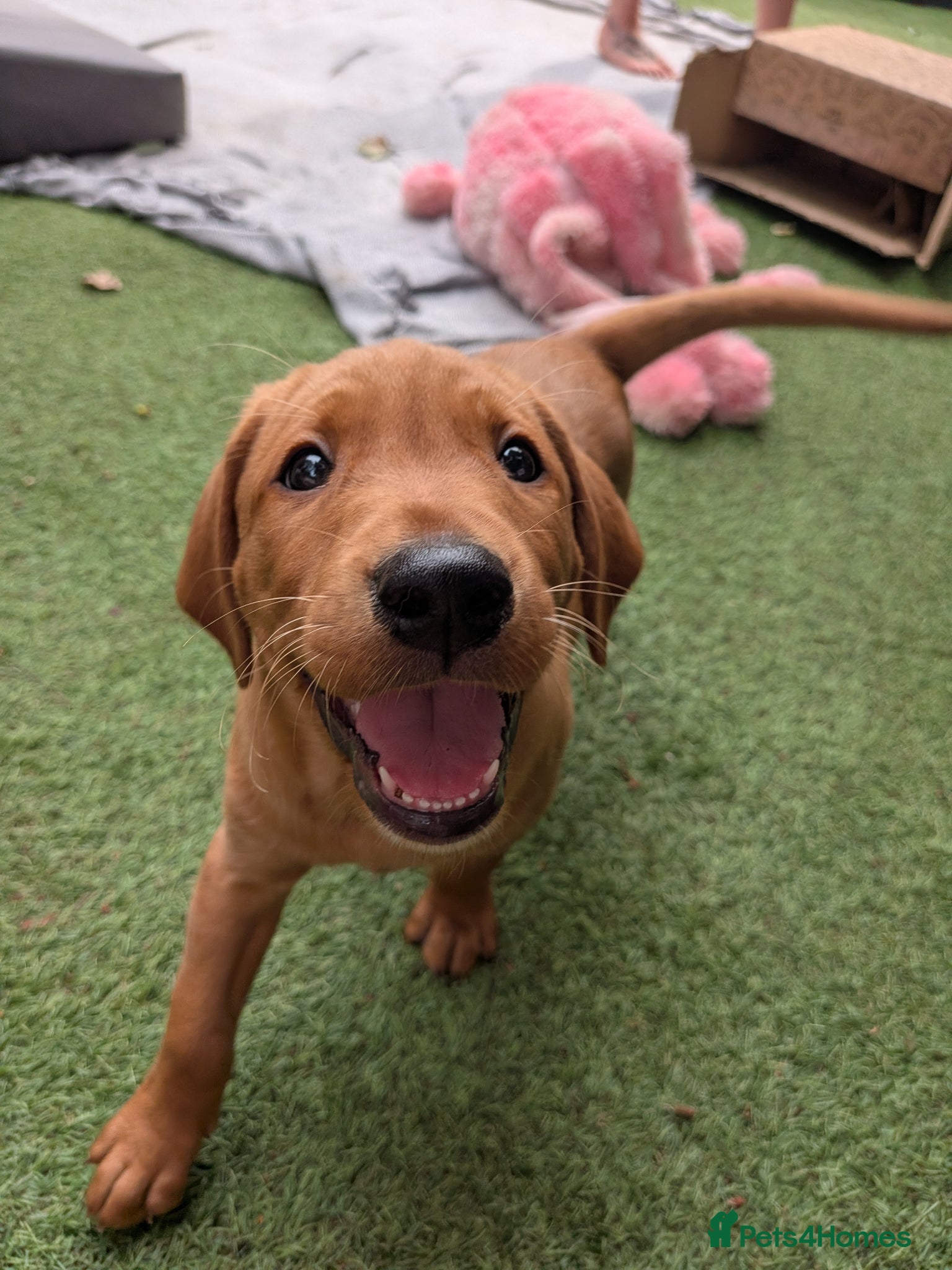 Labrador Retriever dogs Last dark KC Fox Red Labrador boy - Advert 2