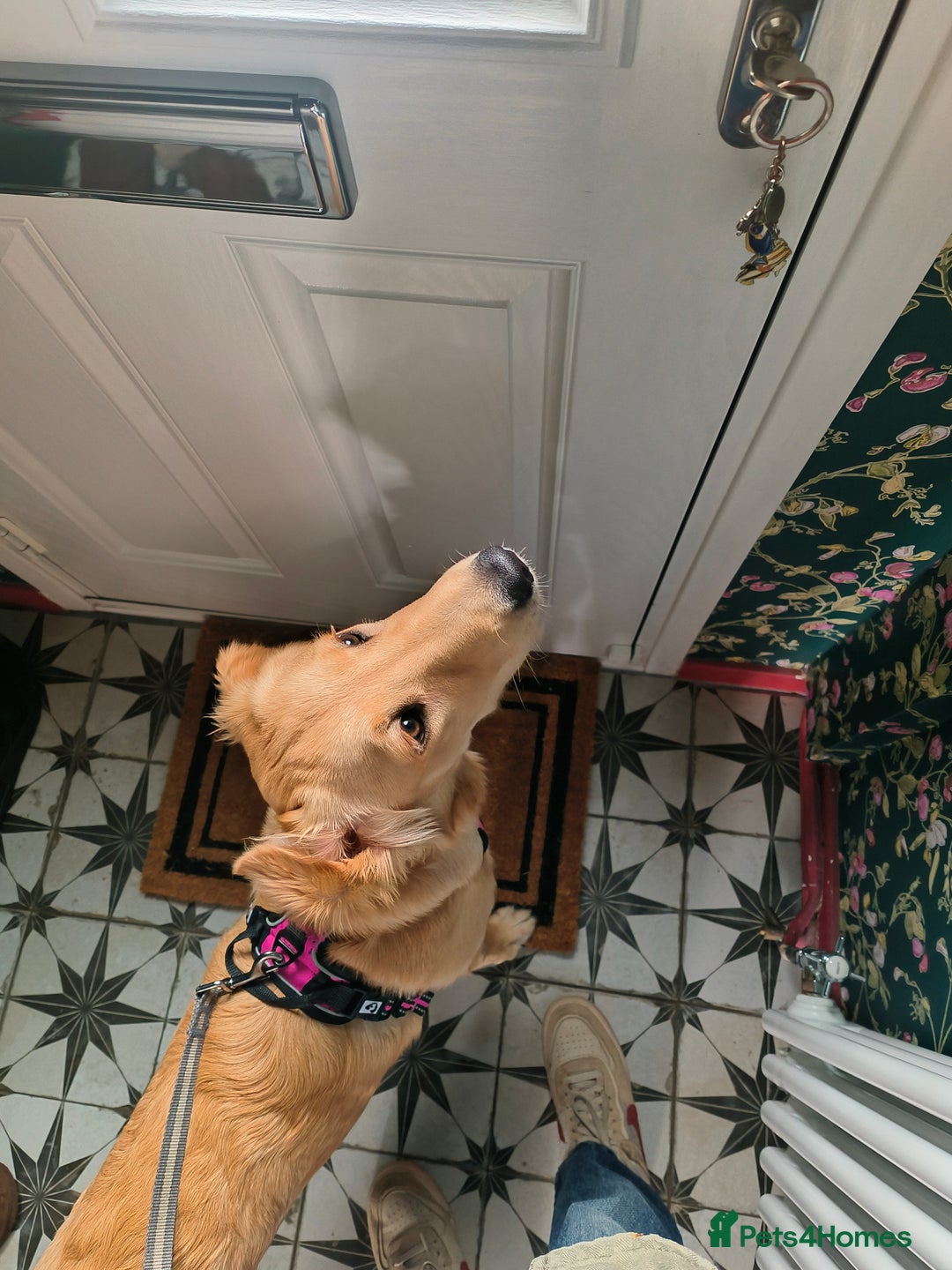 Golden Retriever dogs for sale: 6 month old golden retriever  - Image 2