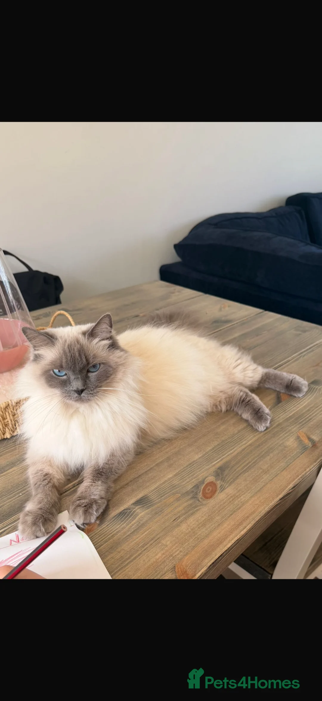 Ragdoll cats for sale: Stunning Champion Bloodline GCCF Kittens - Advert 2