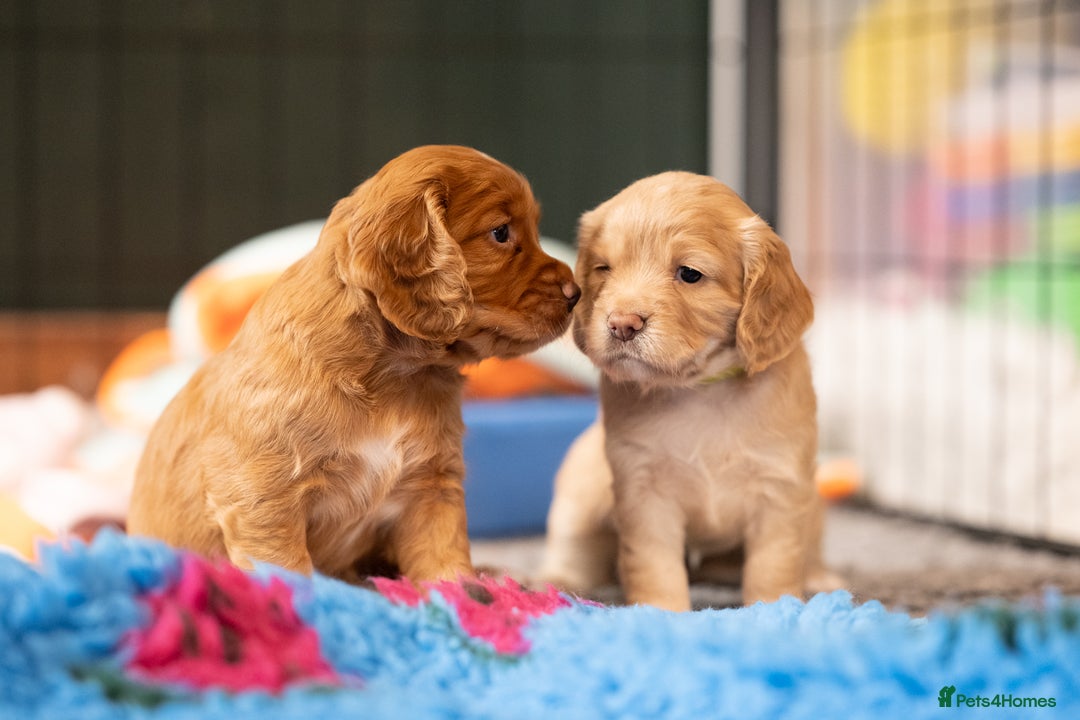 Cocker Spaniel dogs for sale: KC Reg Working Cocker Spaniels (Golden) - Image 14