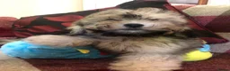 Shihpoo dogs for sale: shihpoo puppies for sale  - Advert 14
