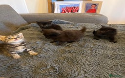 British Longhair cats for sale: Beautiful, playful kittens  - Image 4