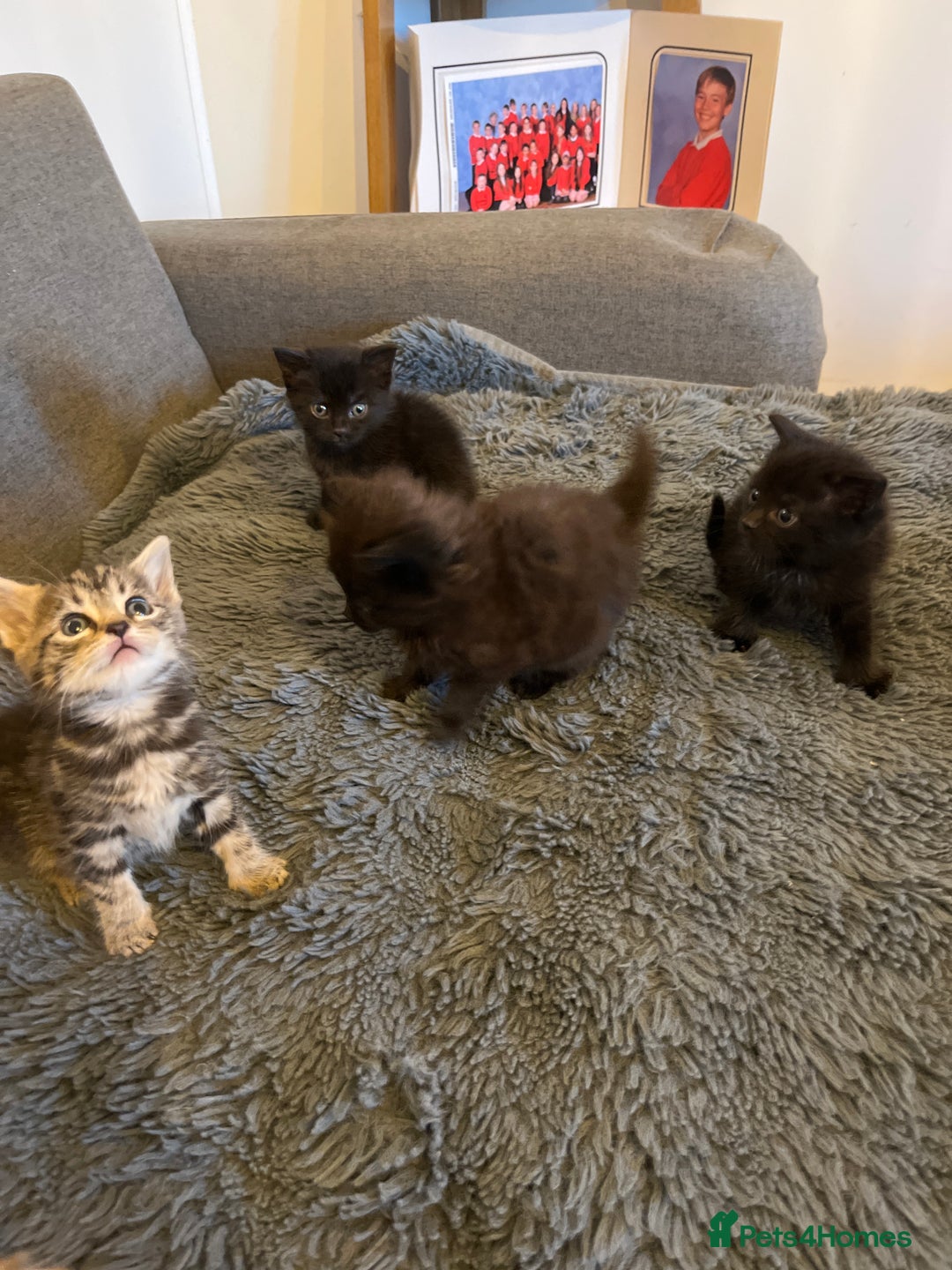 British Longhair cats for sale: Beautiful, playful kittens  - Image 4